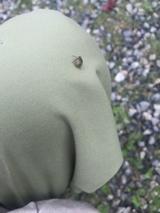 Hemisphaeriini