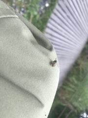 Hemisphaeriini