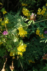 Rhynchocorys orientalis