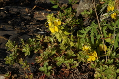 Rhynchocorys orientalis