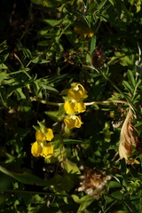 Rhynchocorys orientalis