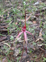 Caladenia clavescens