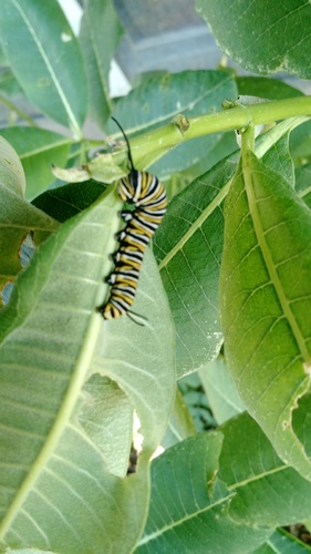 Monarch photographed in New Jersey