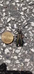Aromia moschata moschata