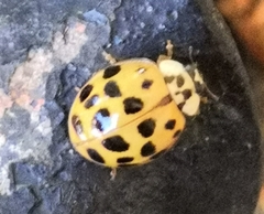 Harmonia axyridis