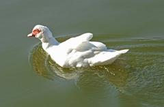 Cairina moschata domestica
