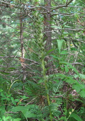 Pedicularis condensata