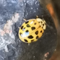 Harmonia axyridis