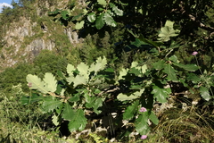 Quercus macranthera