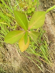 Euphorbia heterophylla