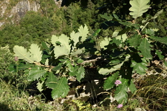 Quercus macranthera