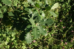 Quercus macranthera