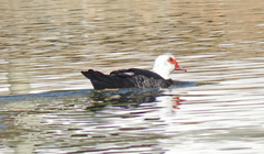 Cairina moschata domestica