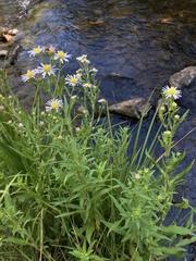 Symphyotrichum bracteolatum