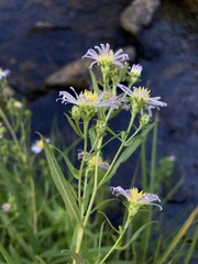 Symphyotrichum bracteolatum