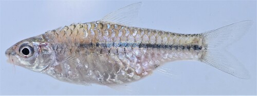 Dottedline barb (Enteromius punctitaeniatus) — Cyprinidae — 3