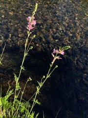 Sidalcea oregana spicata