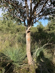 Eucalyptus kitsoniana
