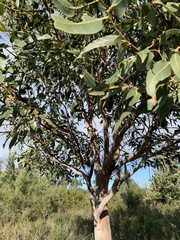 Eucalyptus kitsoniana