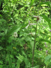 Silene saxatilis