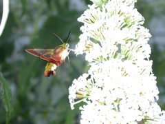 Hemaris fuciformis