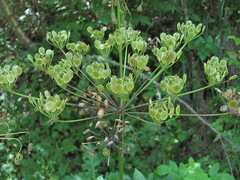 Heracleum asperum
