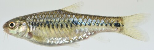 Macina-barbeel (Enteromius macinensis) — Cyprinidae — 4