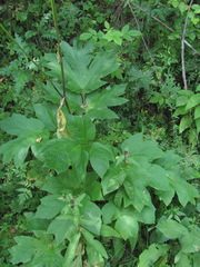 Heracleum asperum