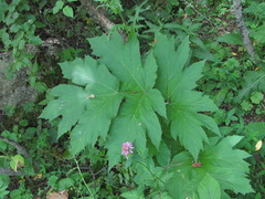 Heracleum asperum