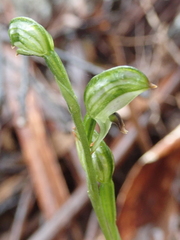 Pterostylis williamsonii