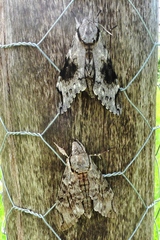 Psilogramma casuarinae