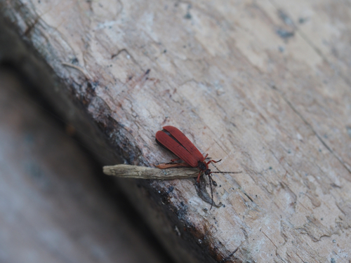 Photo of Red Net-winged Beetle (Dictyoptera simplicipes)