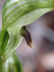 Pterostylis williamsonii