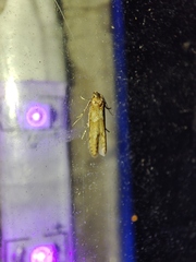 Blastobasis maroccanella