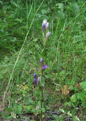 Gentianella caucasea