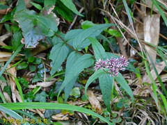 Eupatorium shimadae
