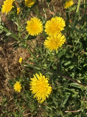 Helminthotheca echioides