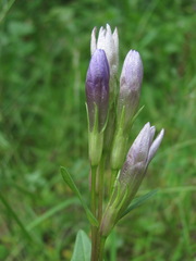 Gentianella caucasea