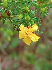 Hypericum brachyphyllum