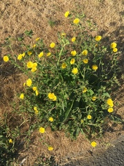 Helminthotheca echioides