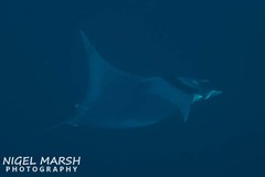 Mobula mobular