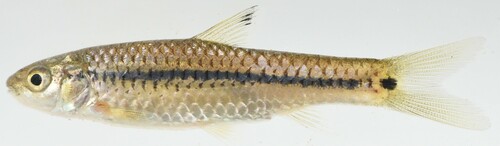 Pobeguin's barb (Enteromius pobeguini) — Cyprinidae — 5