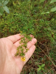 Hypericum brachyphyllum