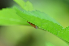 Bothrogonia ferruginea