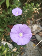 Convolvulus sabatius