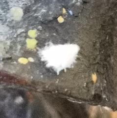 Insecta
