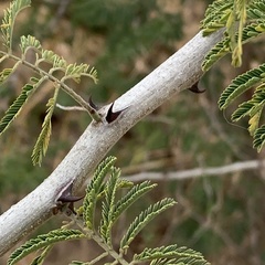 Acacia fleckii image
