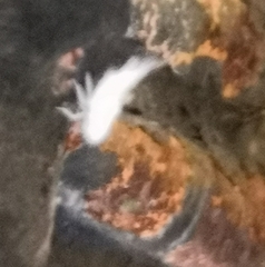 Insecta