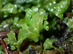 Hymenophyton