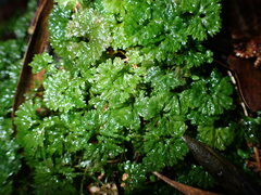 Hymenophyton